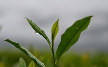 茶葉防偽標(biāo)簽